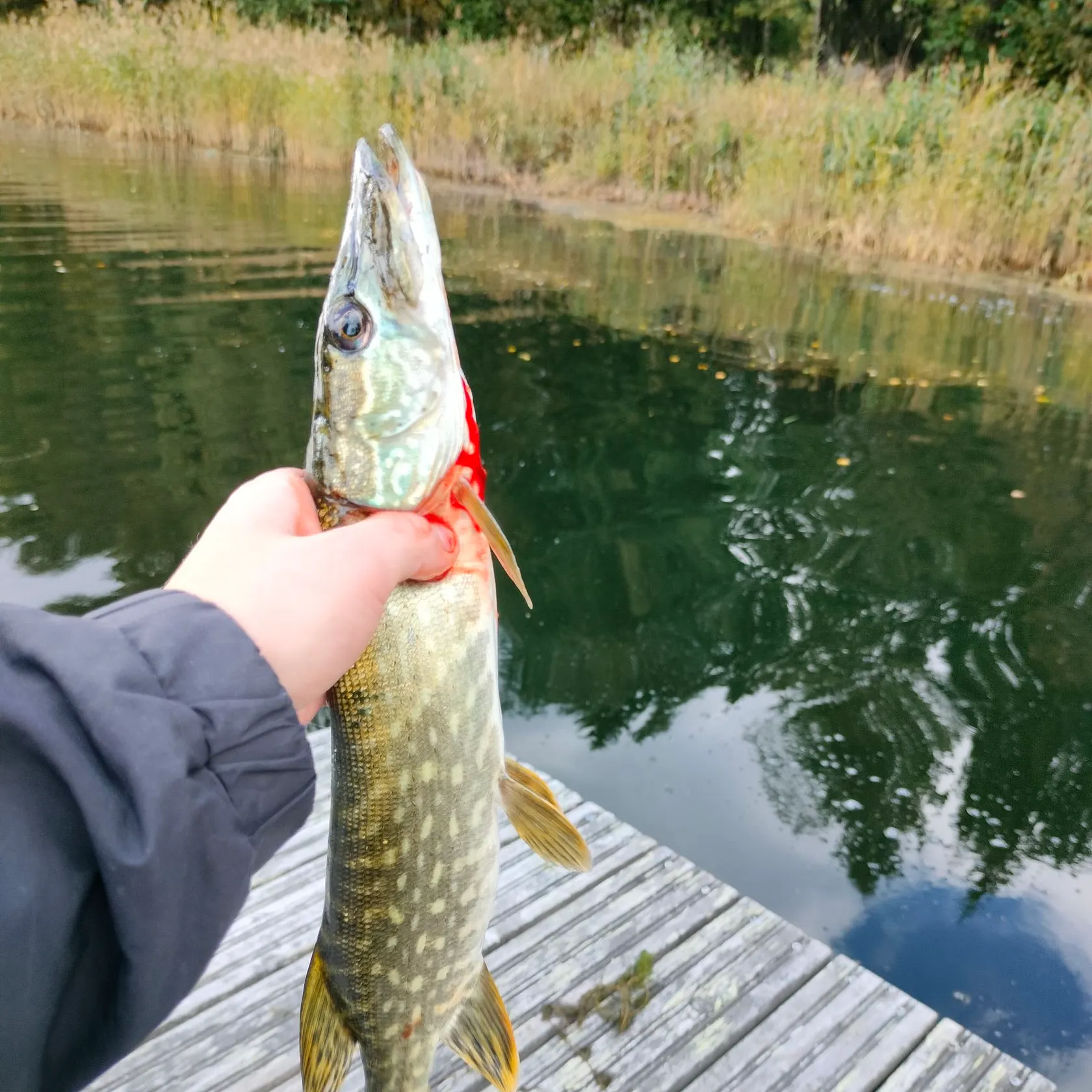 Northern pike caught on Fishbrain