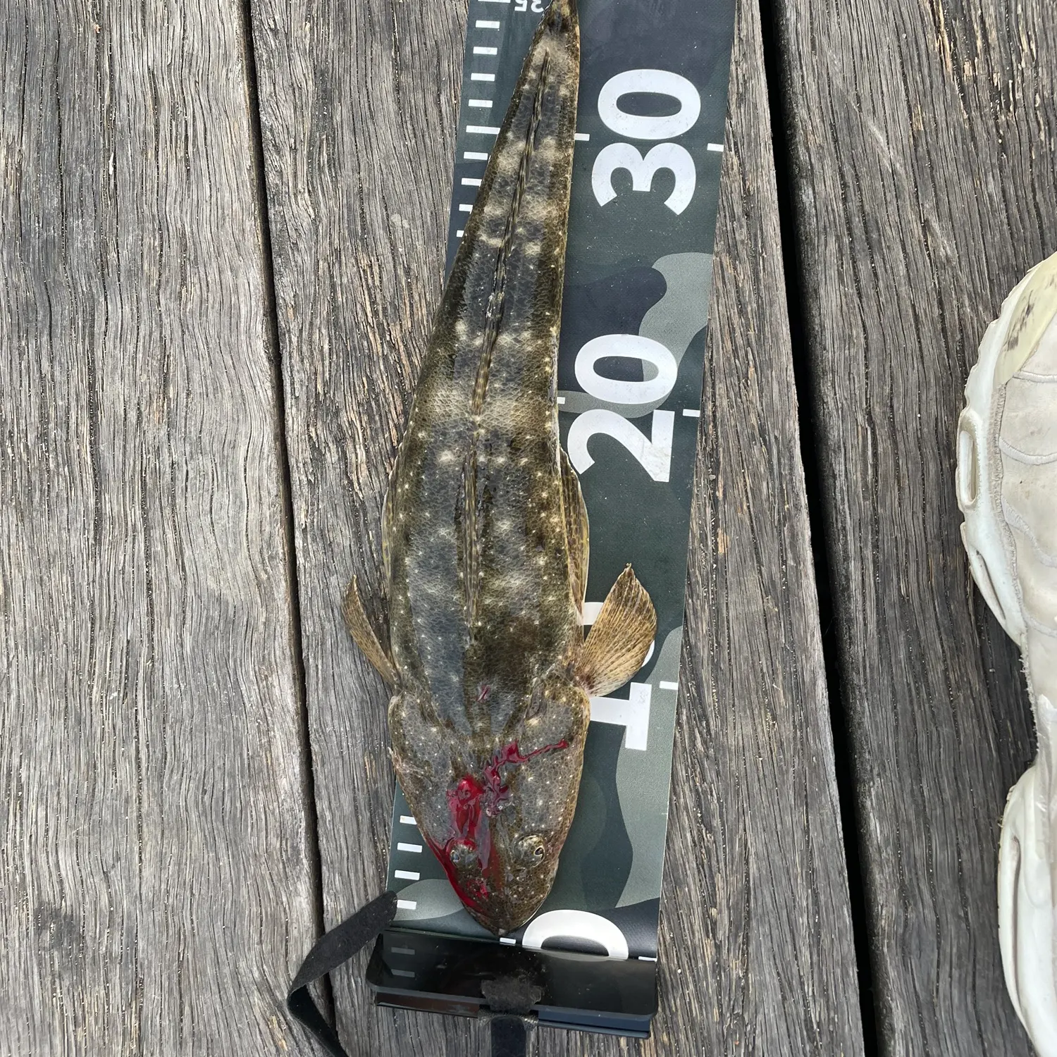Dusky flathead caught on Fishbrain