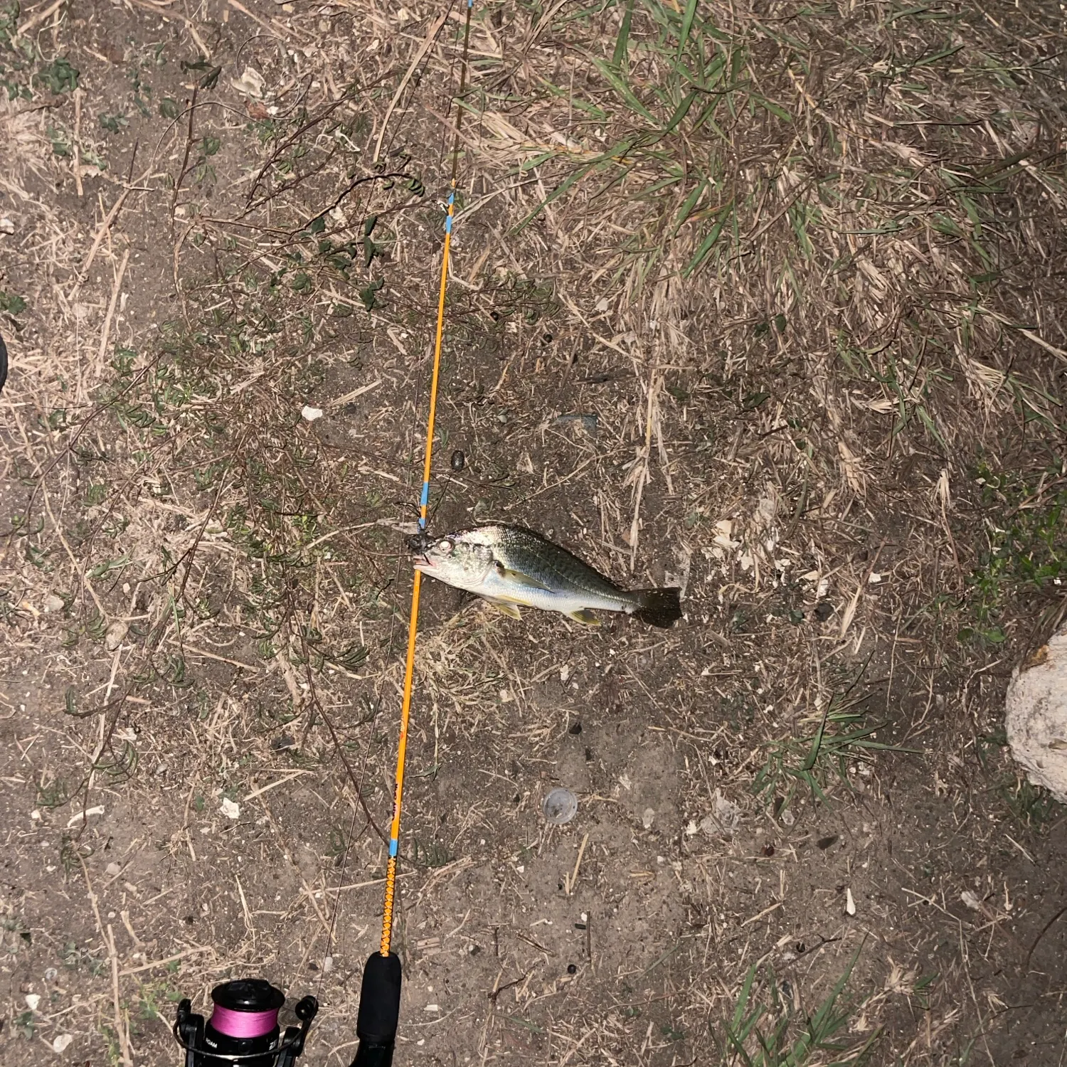 Yellowfin croaker caught on Fishbrain