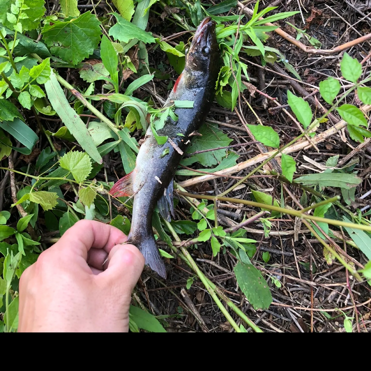 The most recent Redfin pickerel catches on Fishbrain