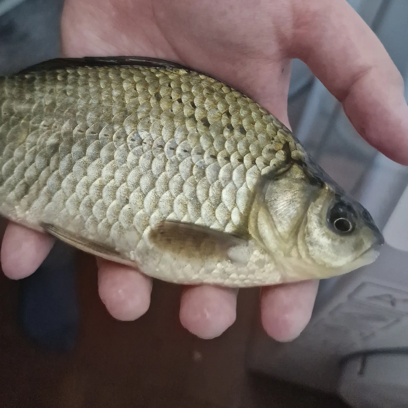 The most recent Prussian carp catches on Fishbrain