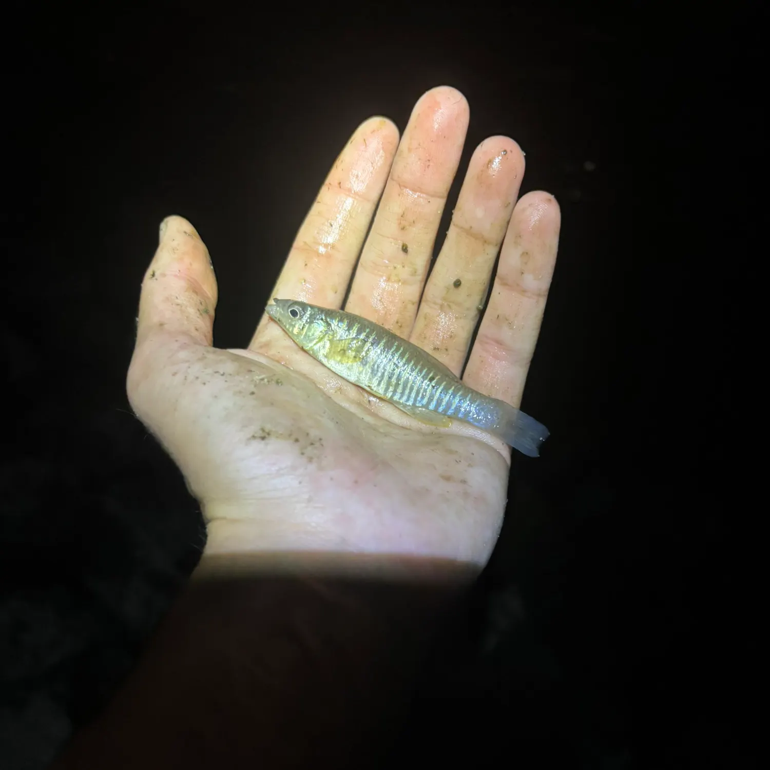 The most recent Banded killifish catches on Fishbrain
