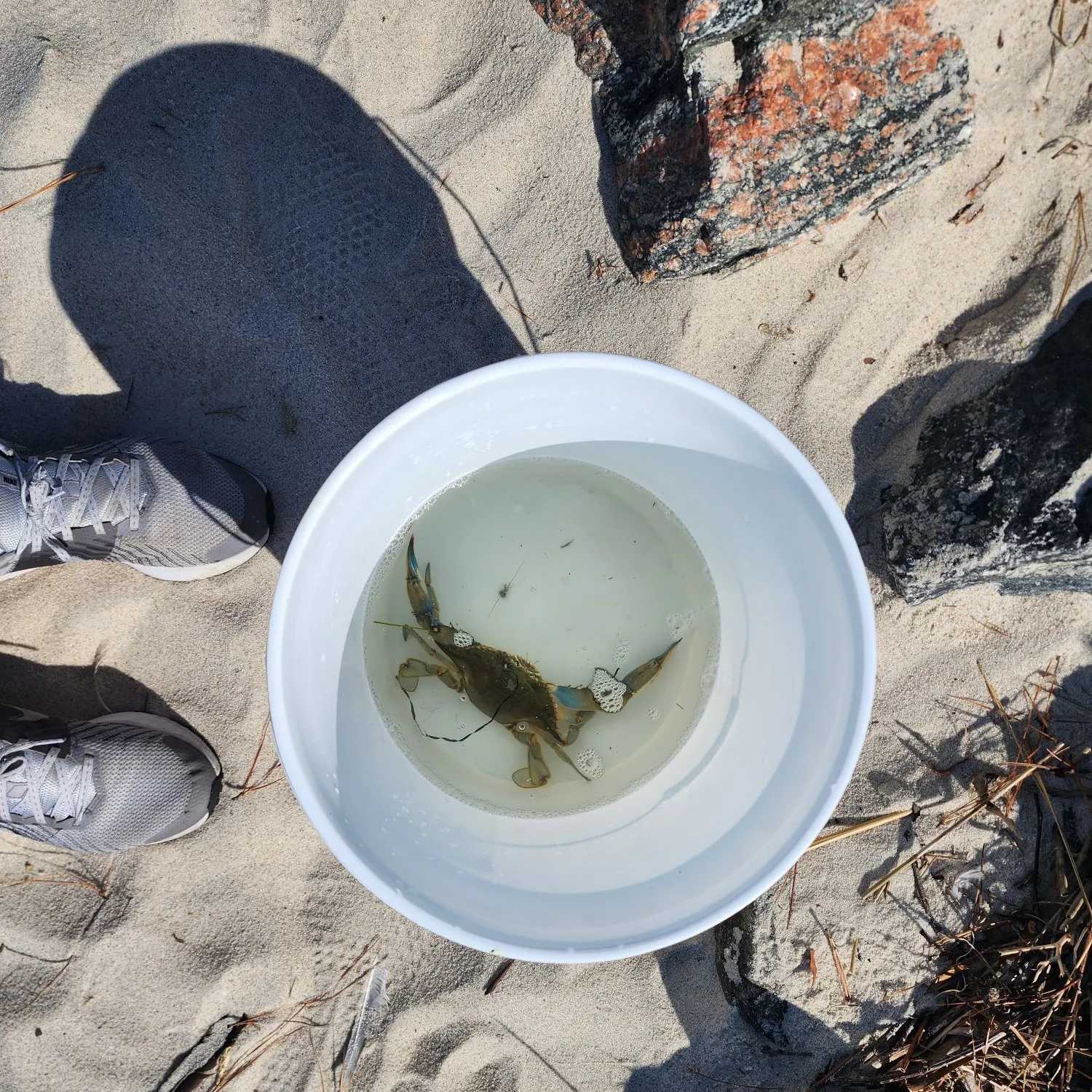 The most recent Blue crab catches on Fishbrain