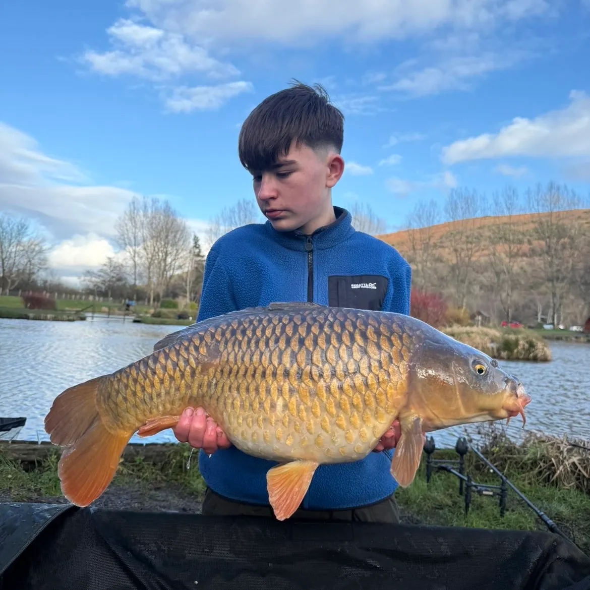 The most recent Common carp catches on Fishbrain