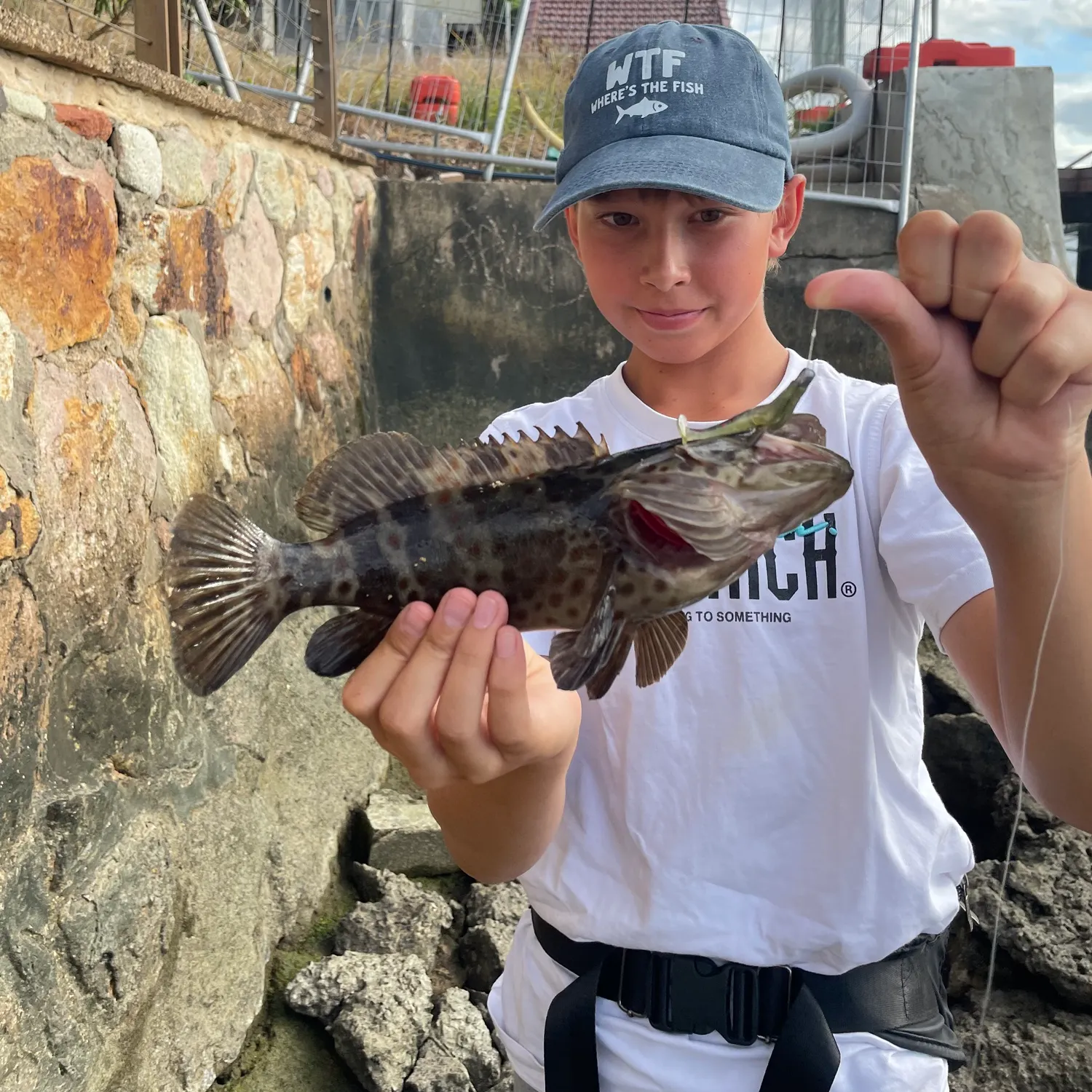 The most recent Greasy grouper catches on Fishbrain