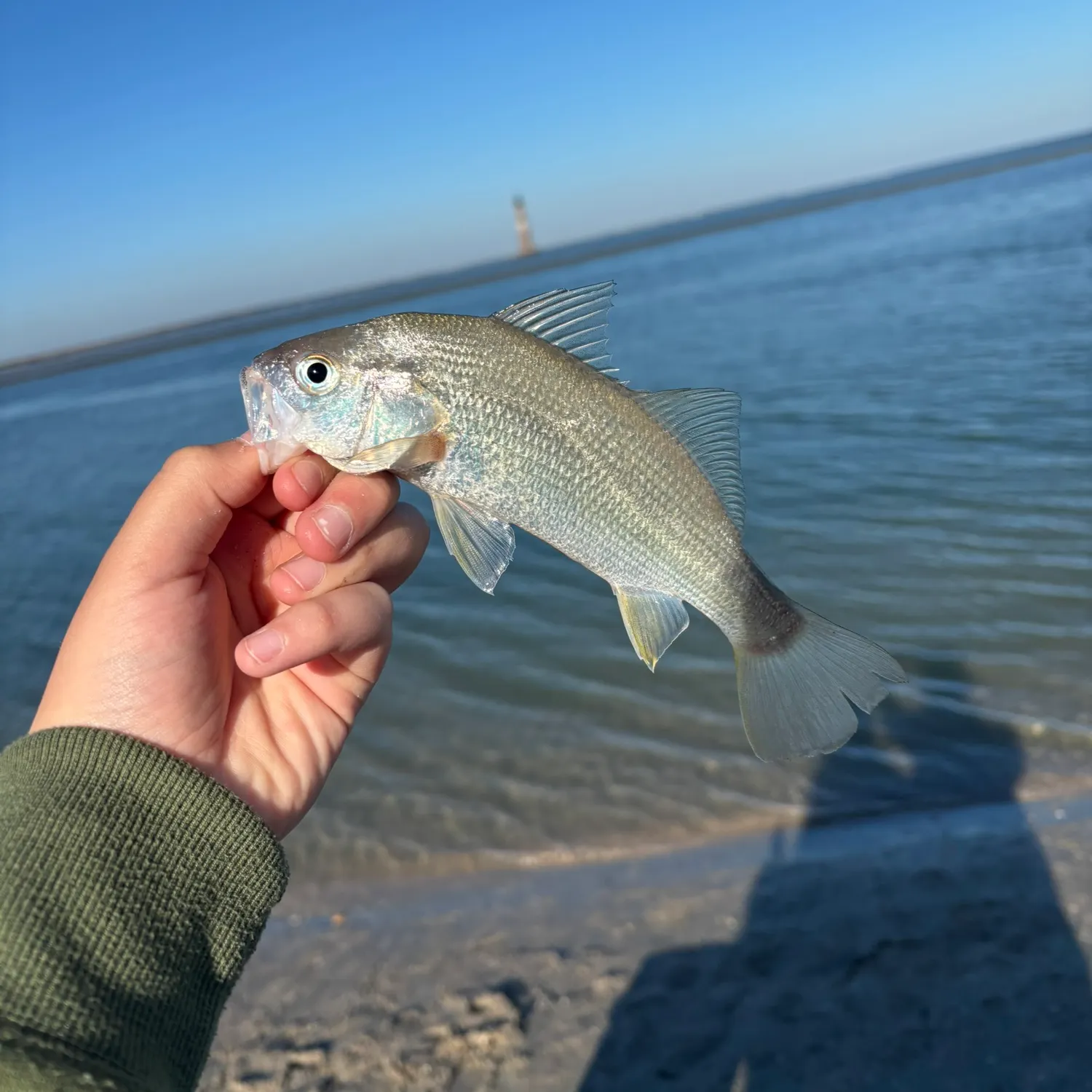 The most recent Silver perch catches on Fishbrain