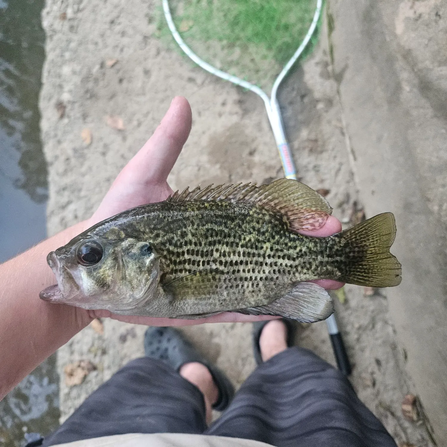 Rock bass caught on Fishbrain