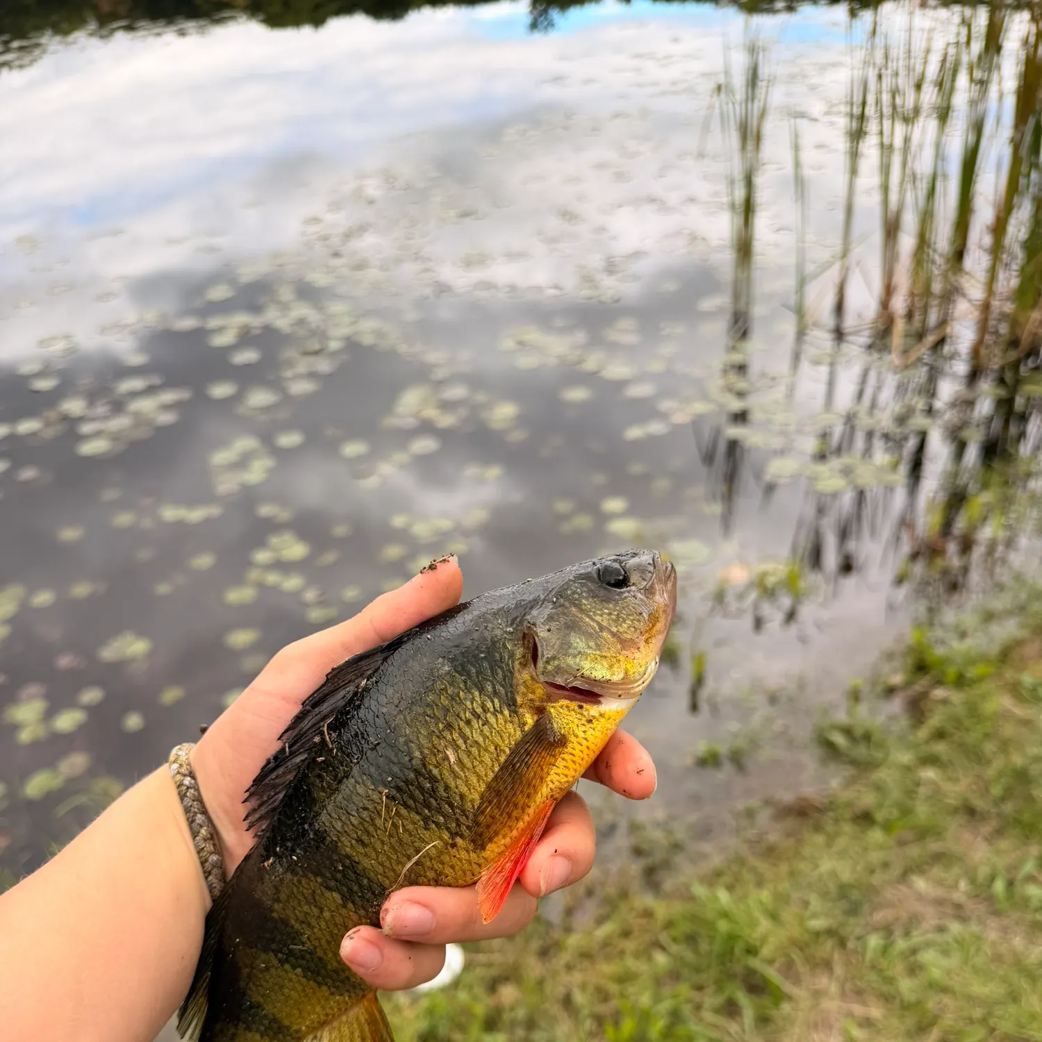 Yellow perch caught on Fishbrain