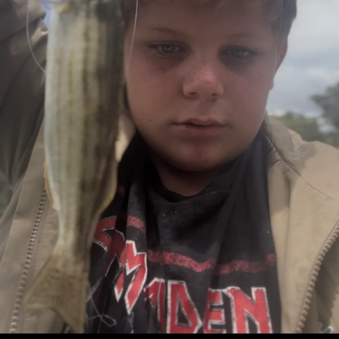 The most recent Western striped grunter catches on Fishbrain
