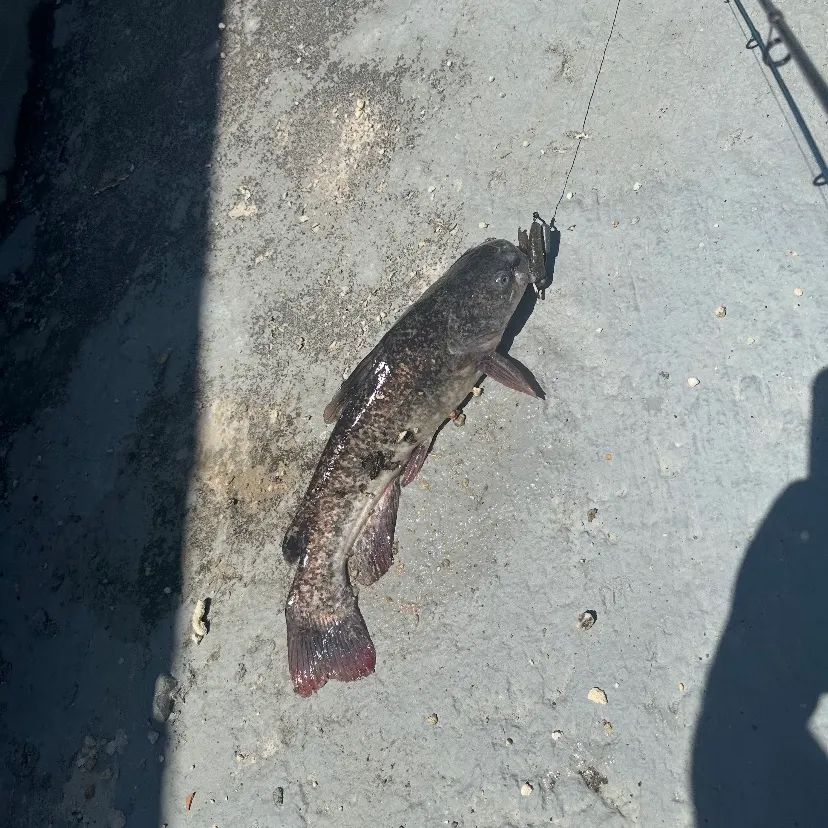 The most recent Brown bullhead catches on Fishbrain