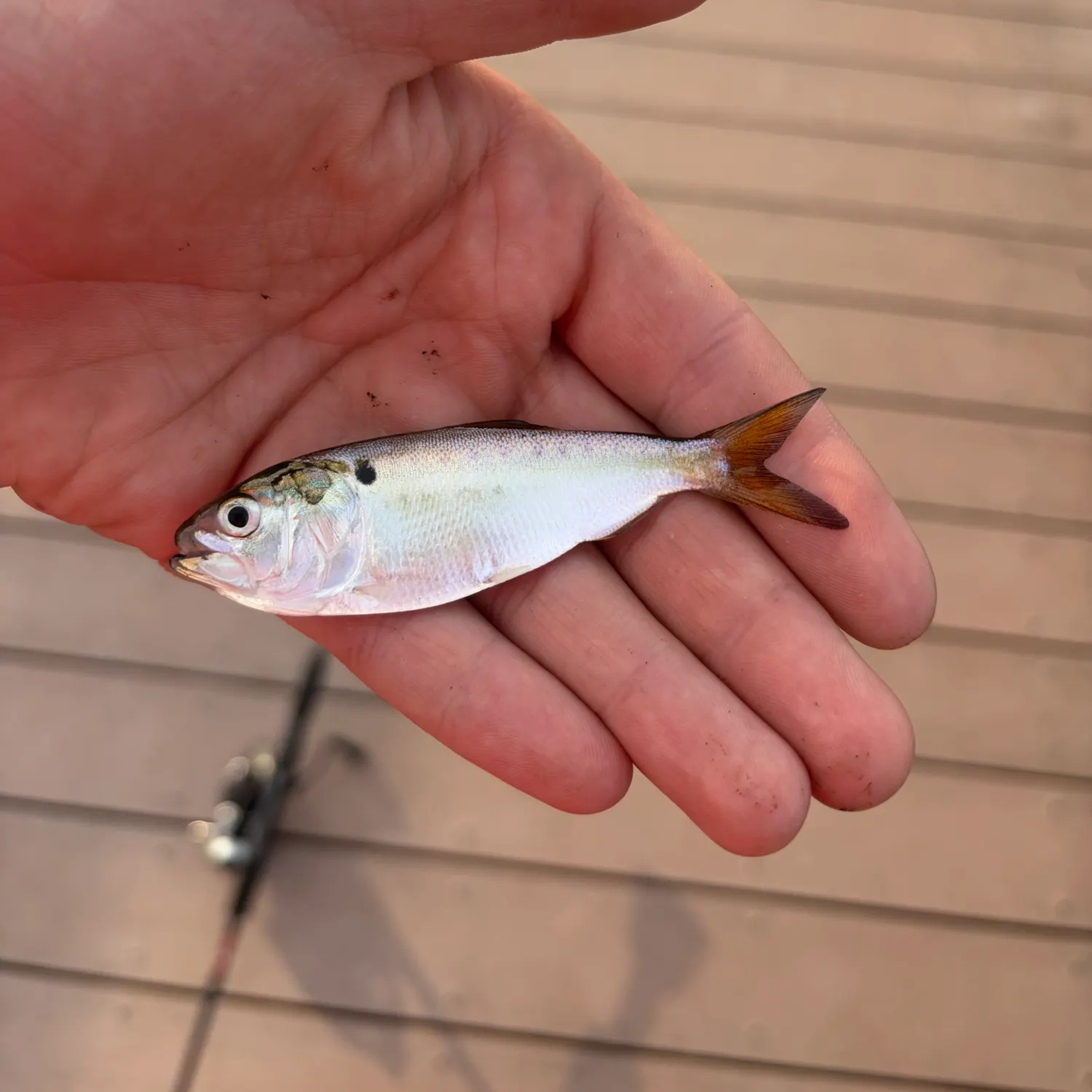 The most recent Finescale menhaden catches on Fishbrain