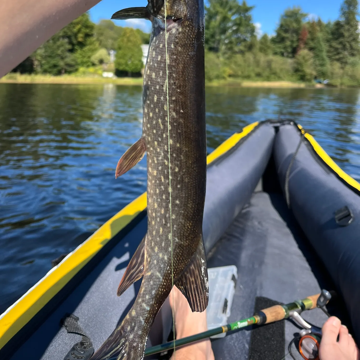 Northern pike caught on Fishbrain