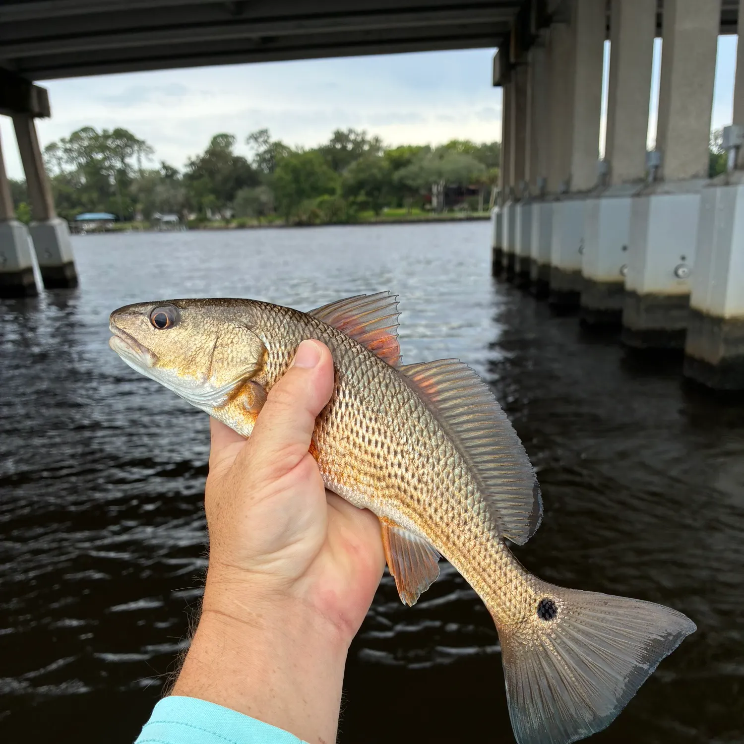 The most recent Red drum catches on Fishbrain