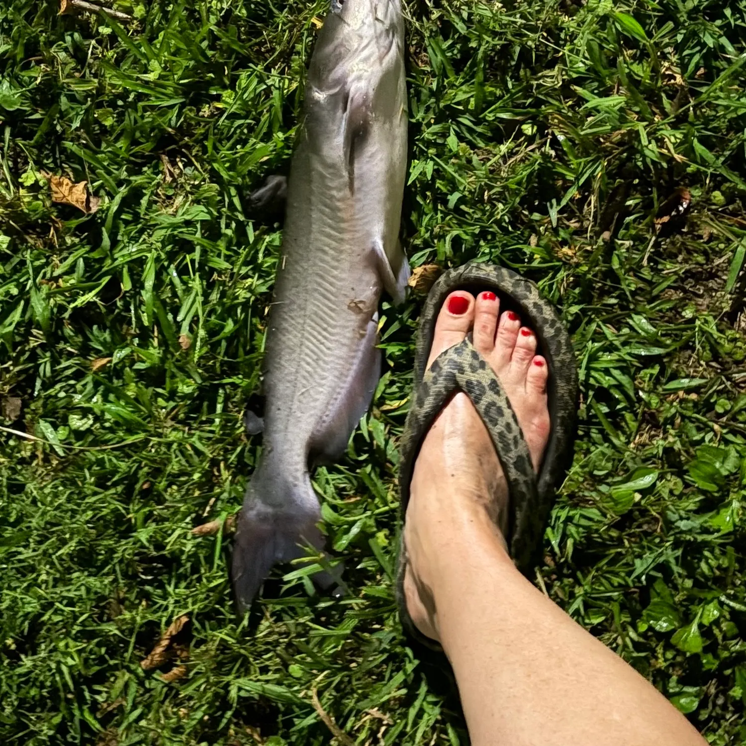 Blue catfish caught on Fishbrain