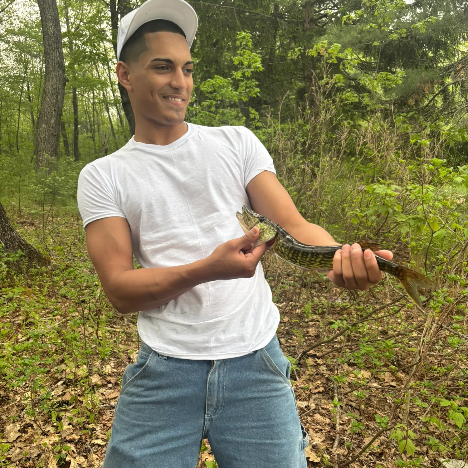 Chain pickerel caught on Fishbrain