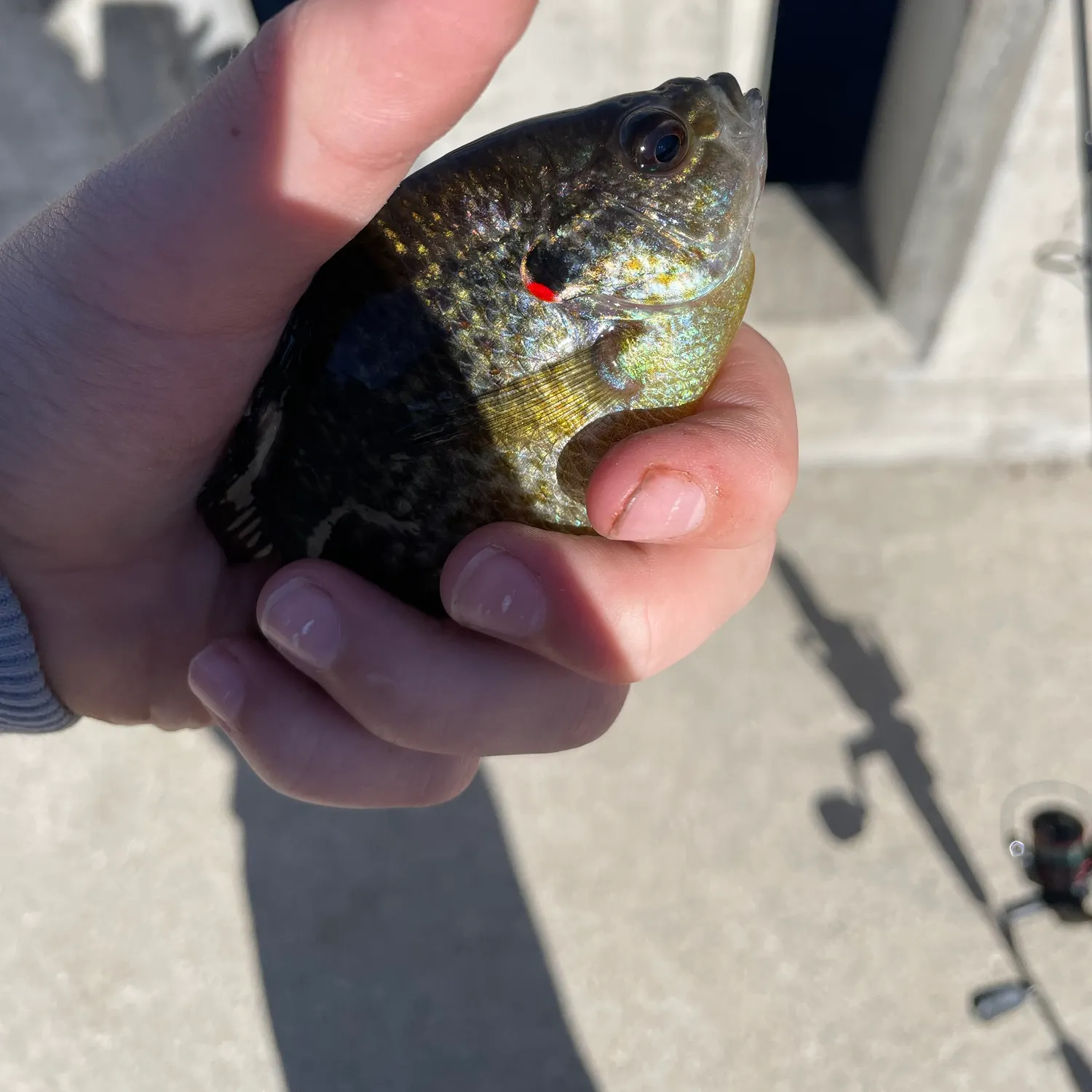Pumpkinseed caught on Fishbrain