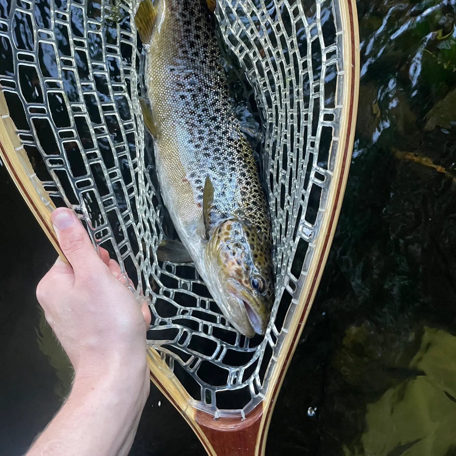 Brown trout caught on Fishbrain