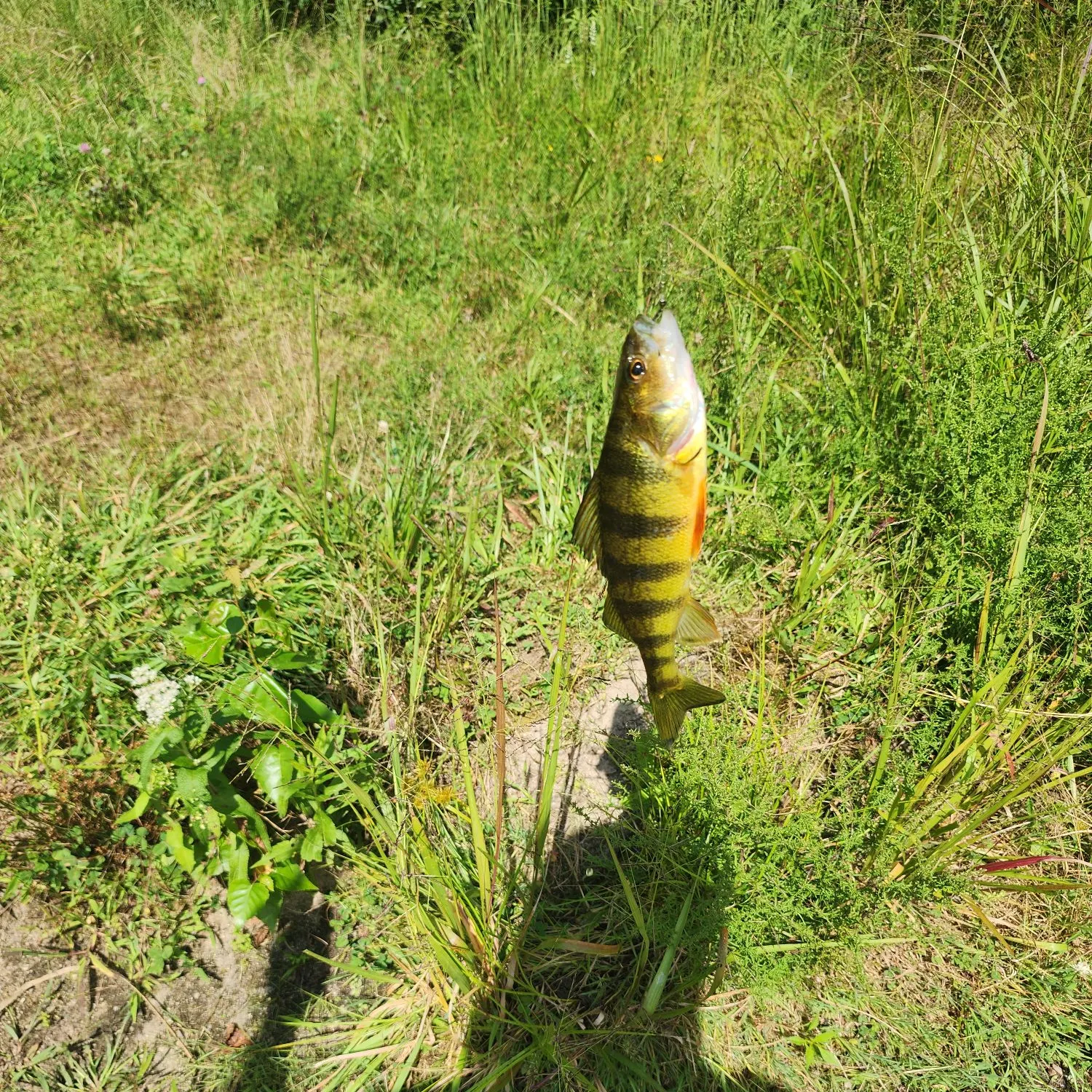Yellow perch caught on Fishbrain
