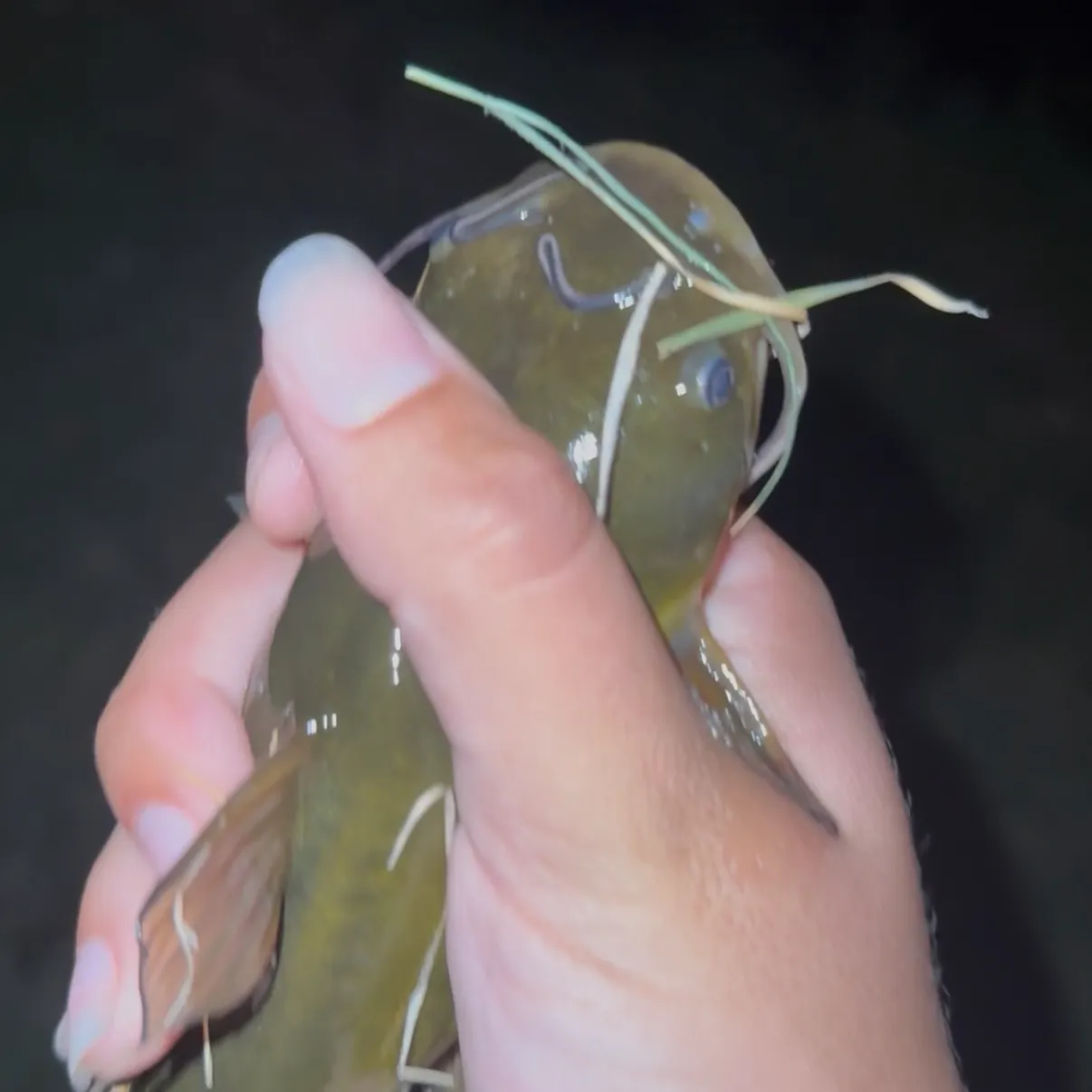 Yellow bullhead caught on Fishbrain