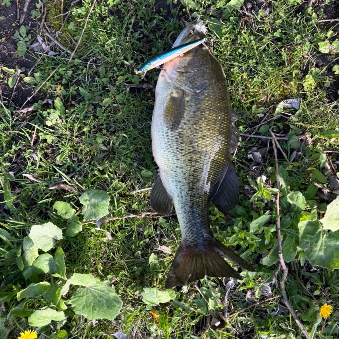 Largemouth bass caught on Fishbrain
