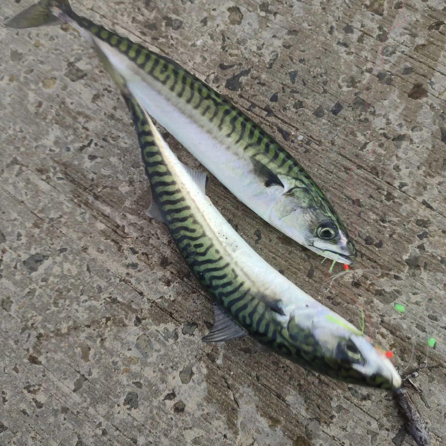 recently logged catches