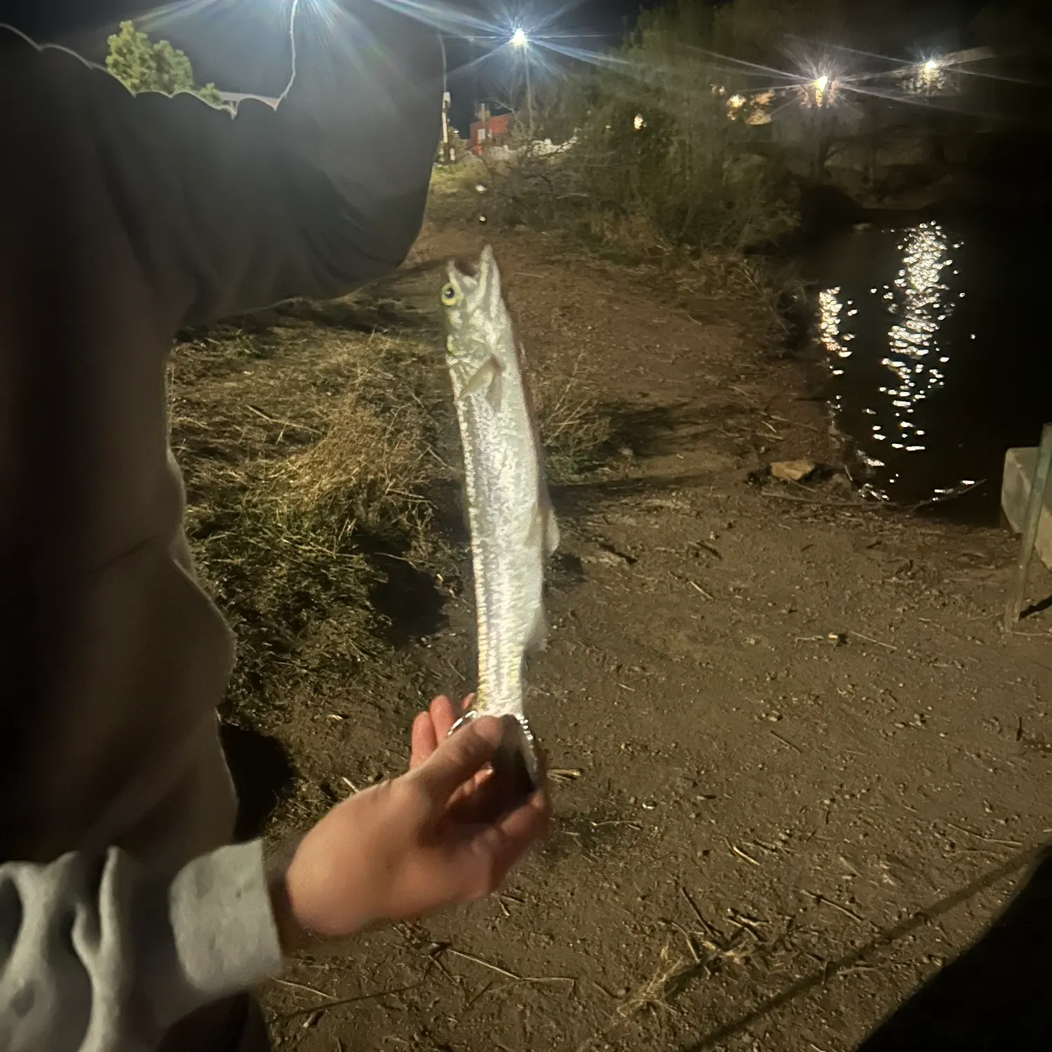 The most recent Kokanee salmon catches on Fishbrain