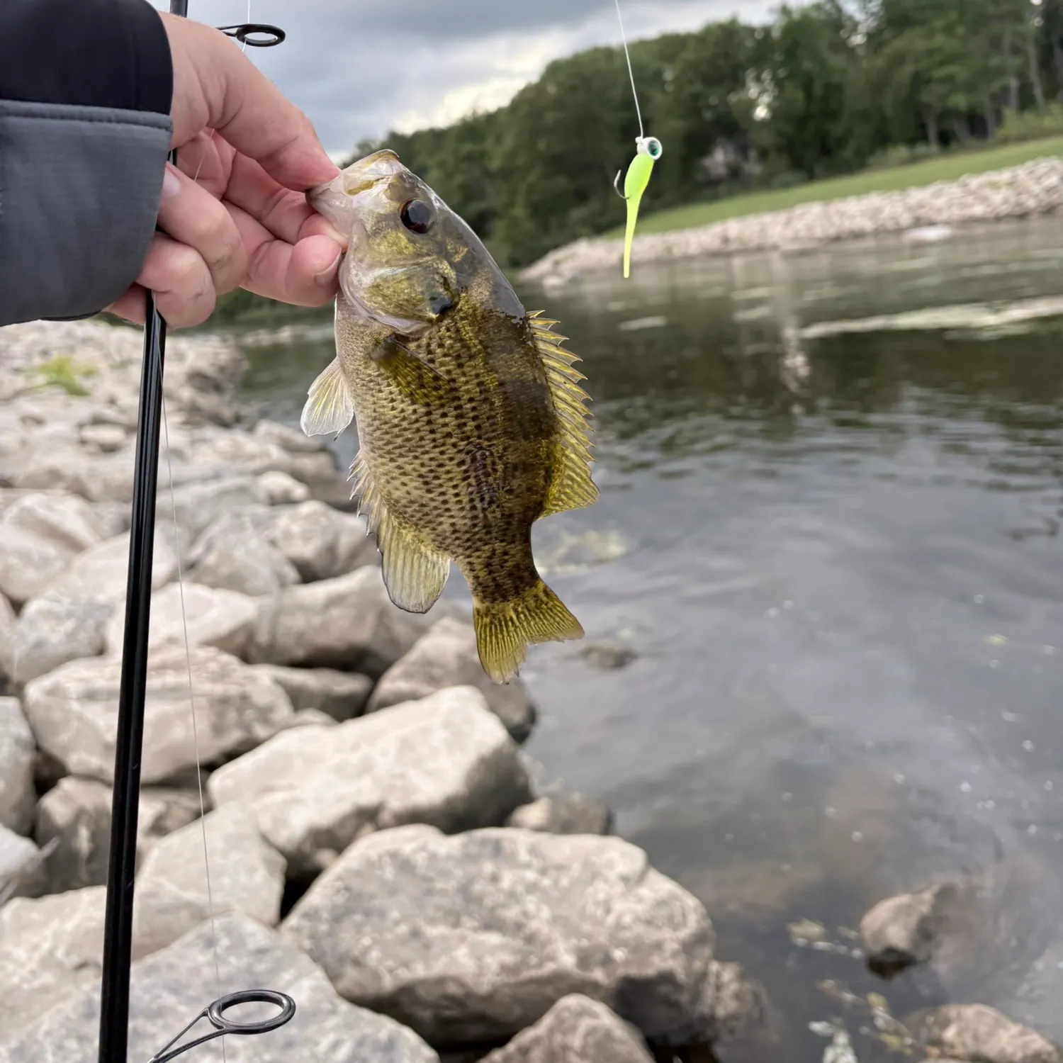 Rock bass caught on Fishbrain