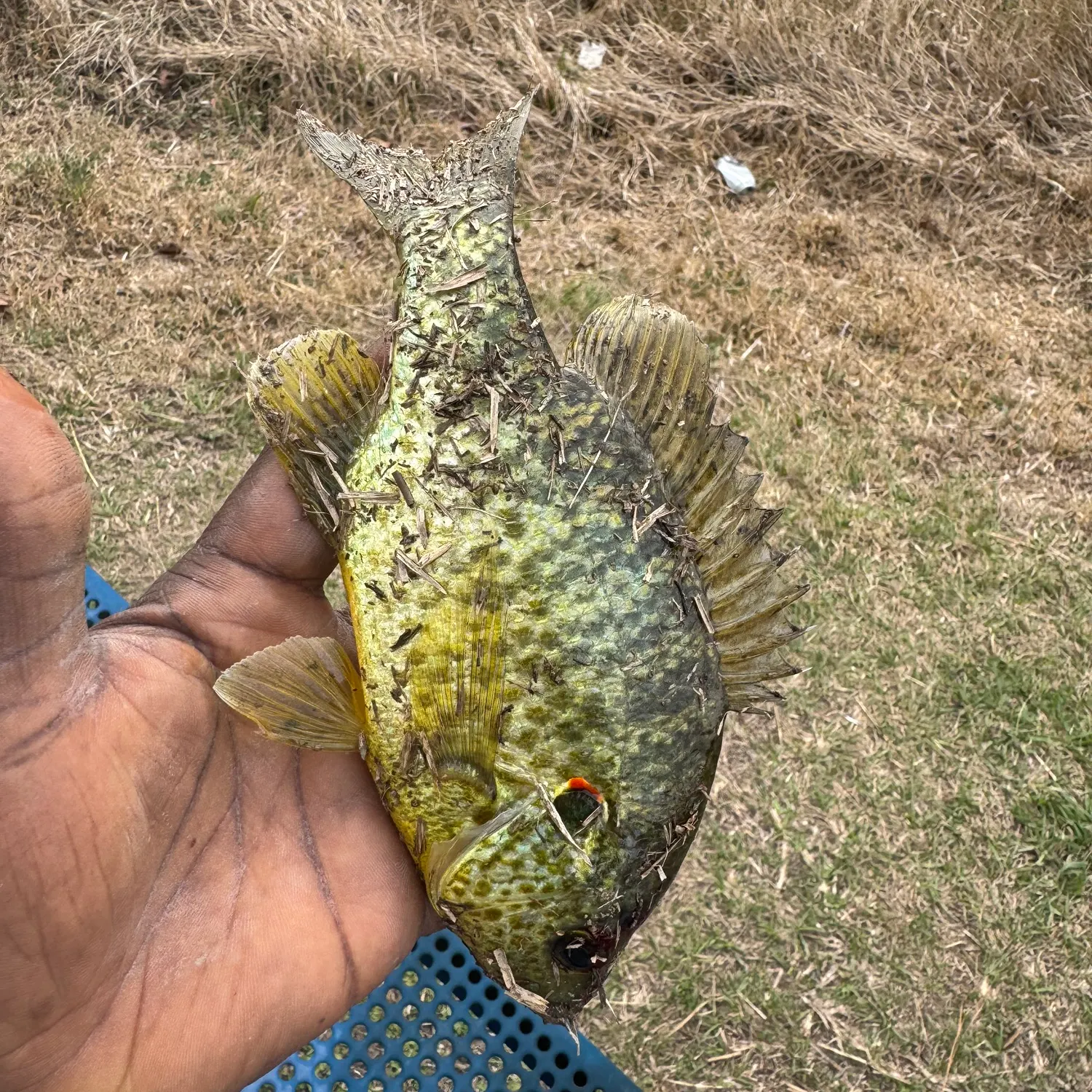The most recent Redear sunfish catches on Fishbrain