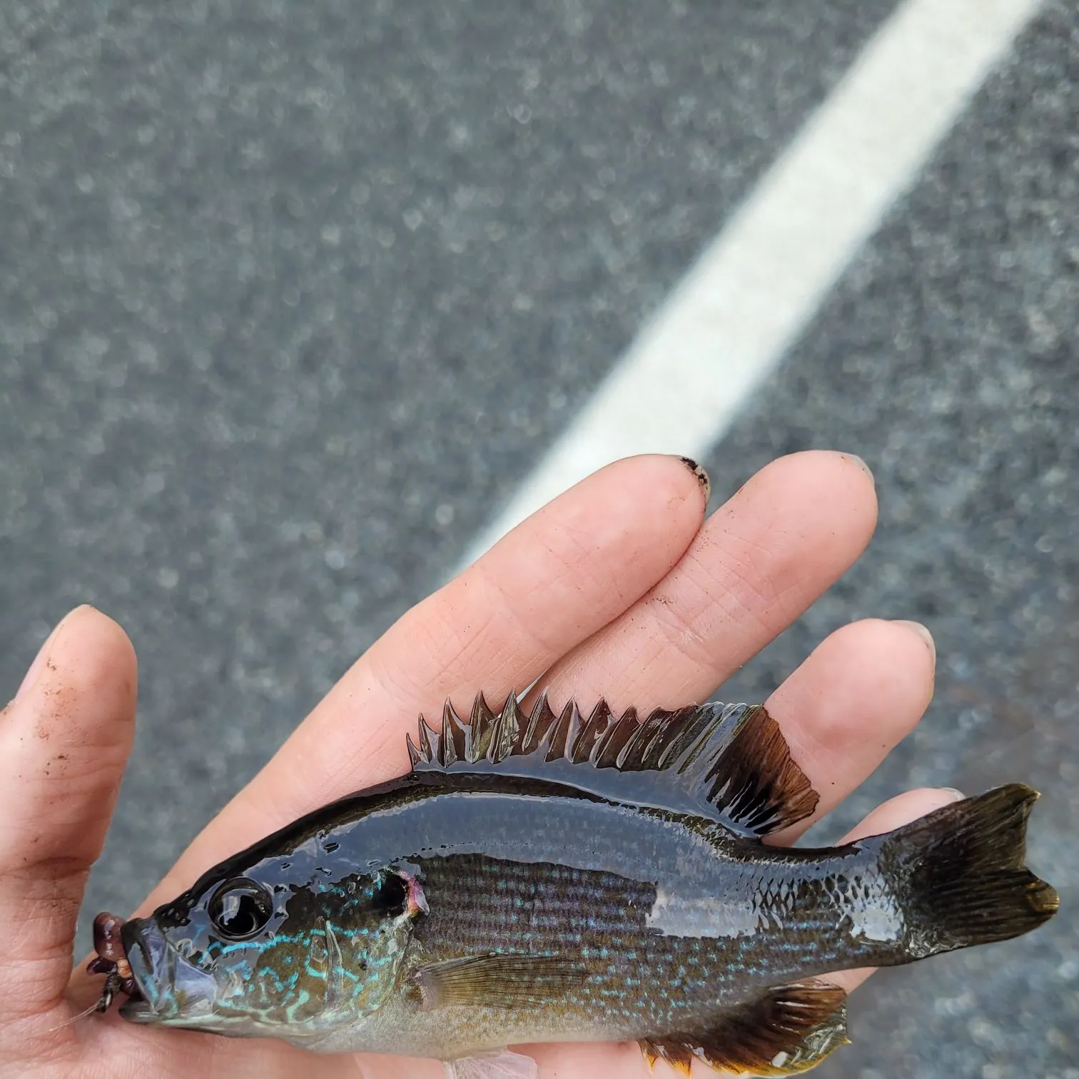 Green sunfish caught on Fishbrain