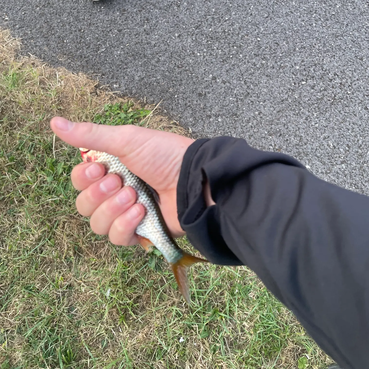 The most recent Cactus roach catches on Fishbrain