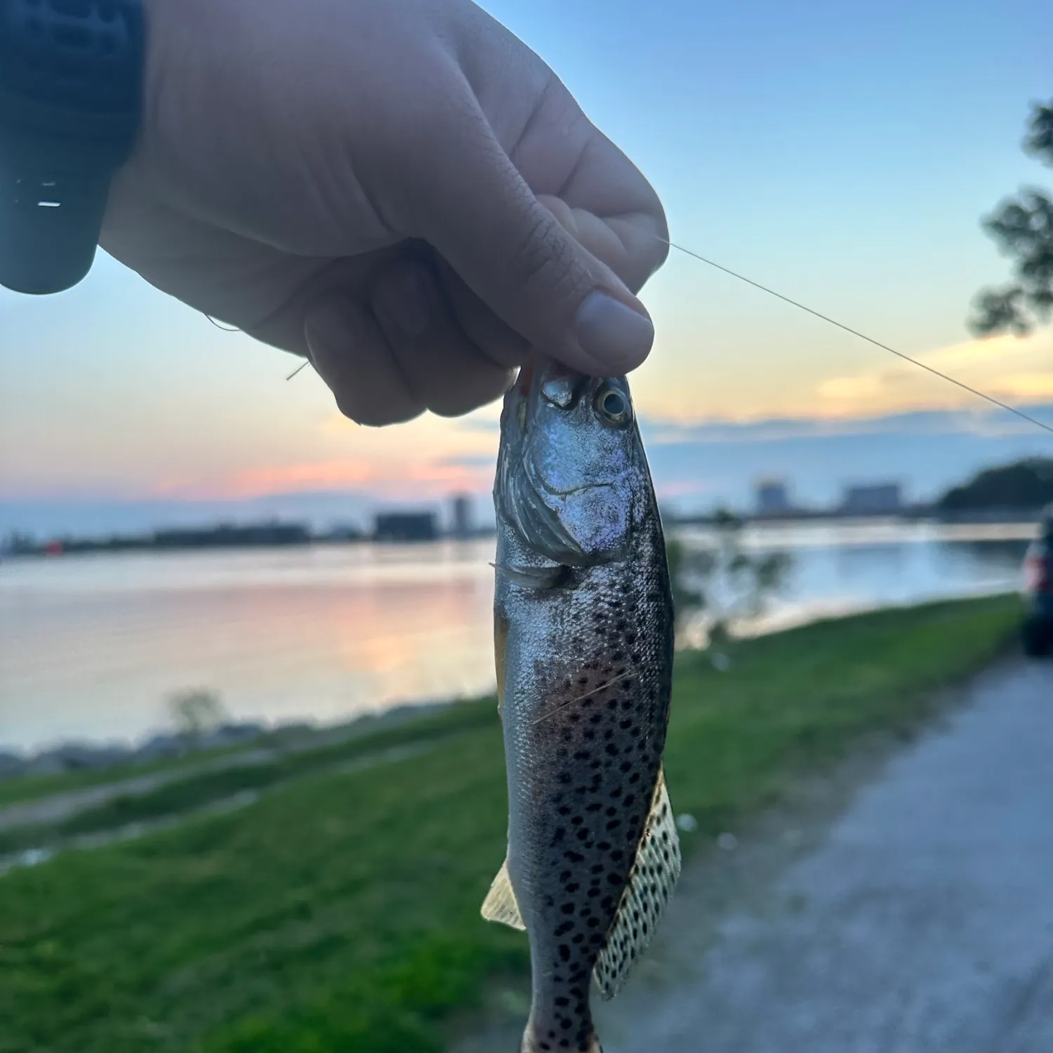 Spotted seatrout caught on Fishbrain