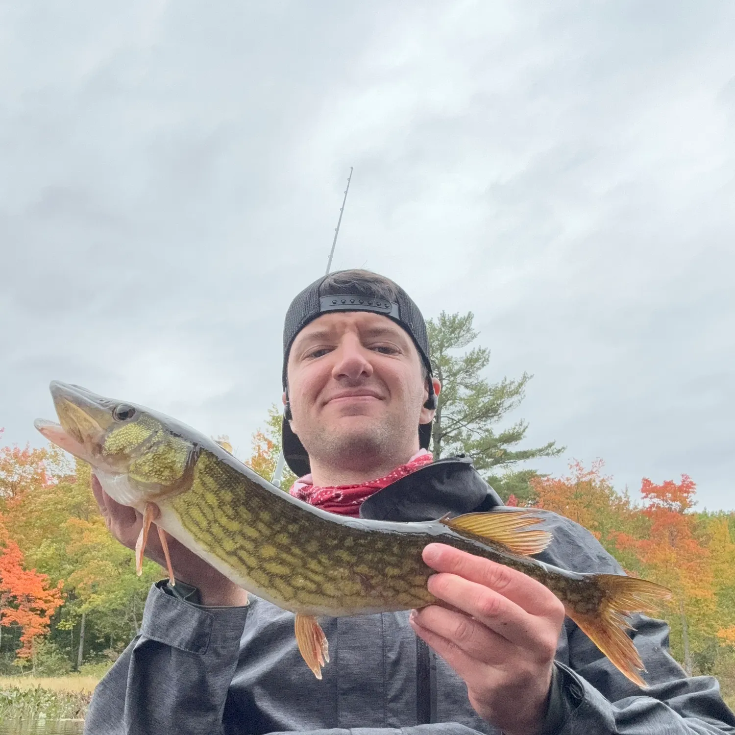 Chain pickerel caught on Fishbrain