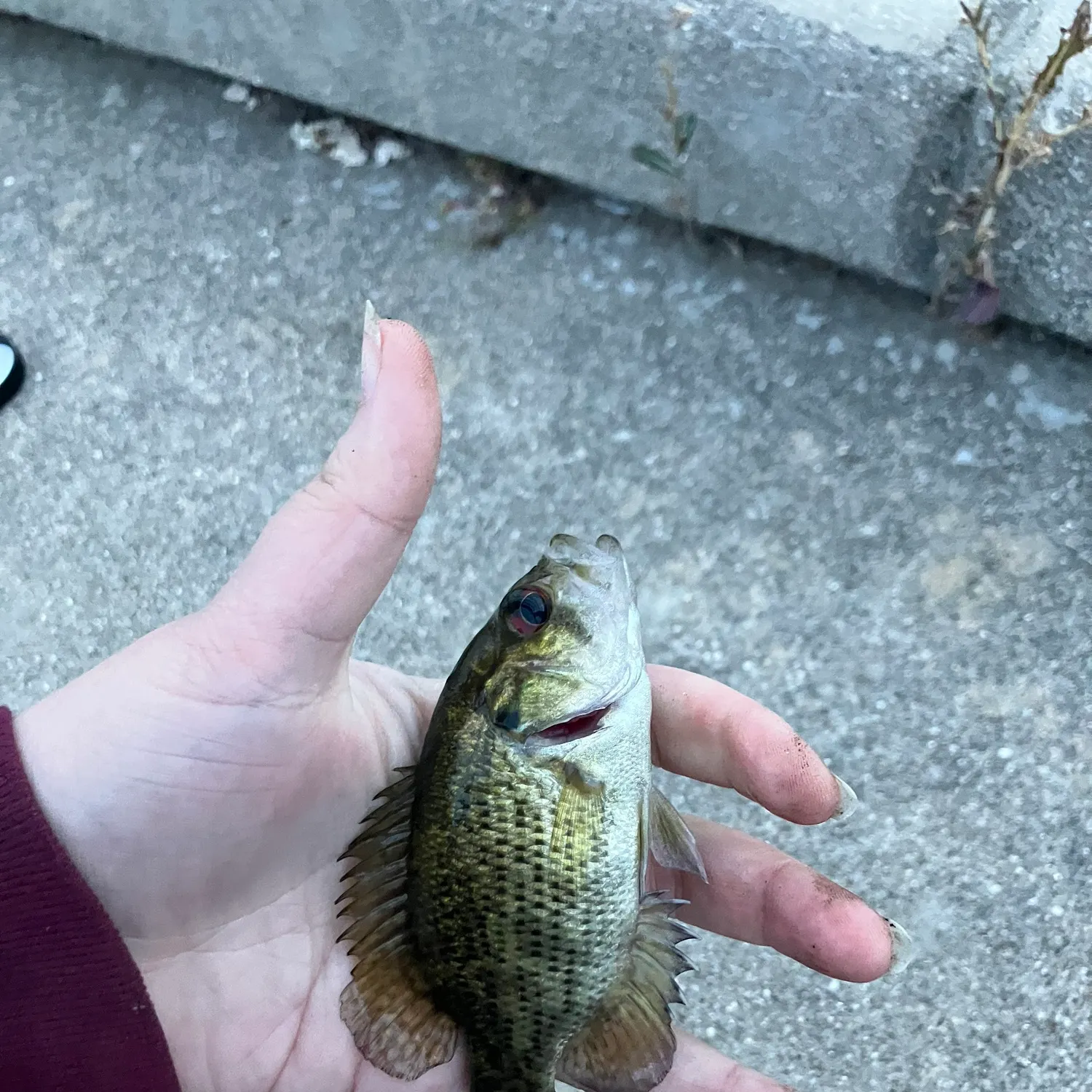 Rock bass caught on Fishbrain