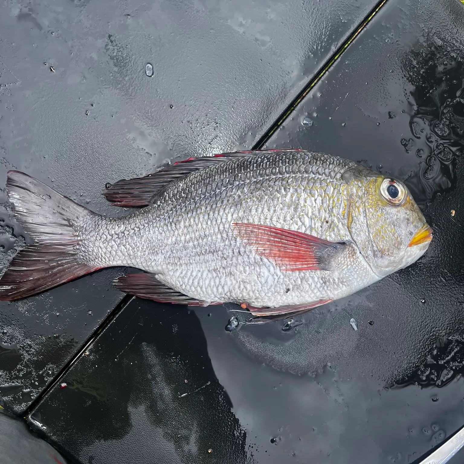 The most recent Humpnose big-eye bream catches on Fishbrain