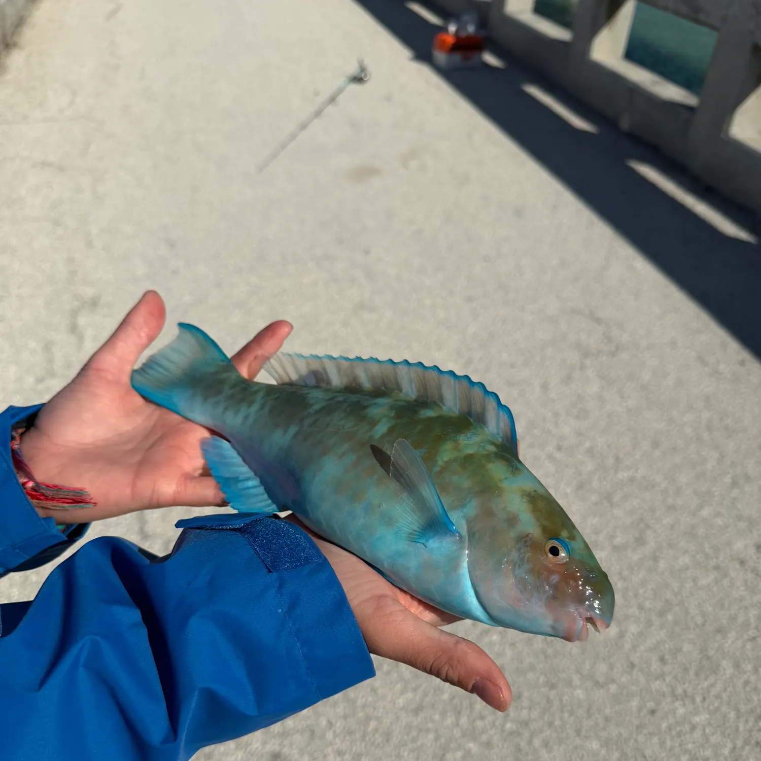 The most recent Blue parrotfish catches on Fishbrain