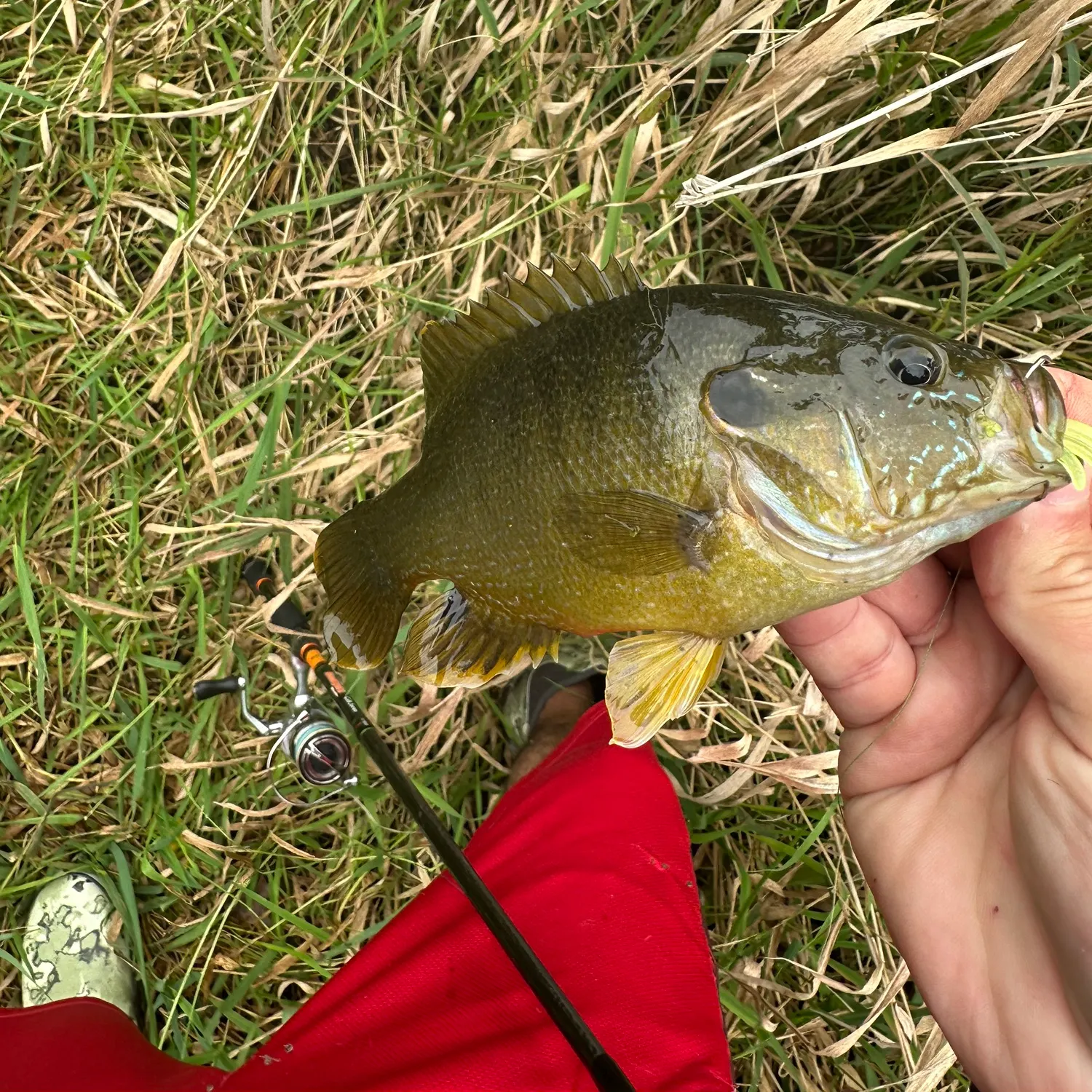 Green sunfish caught on Fishbrain