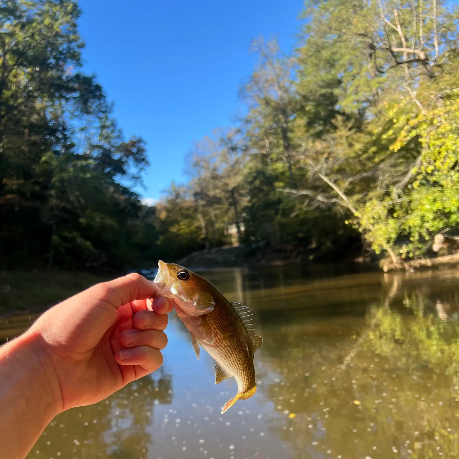 Spotted bass caught on Fishbrain
