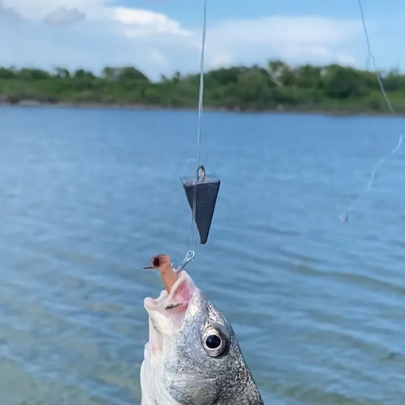 Black drum caught on Fishbrain