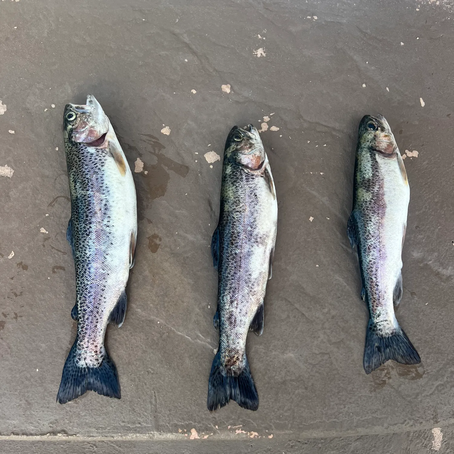 Rainbow trout caught on Fishbrain