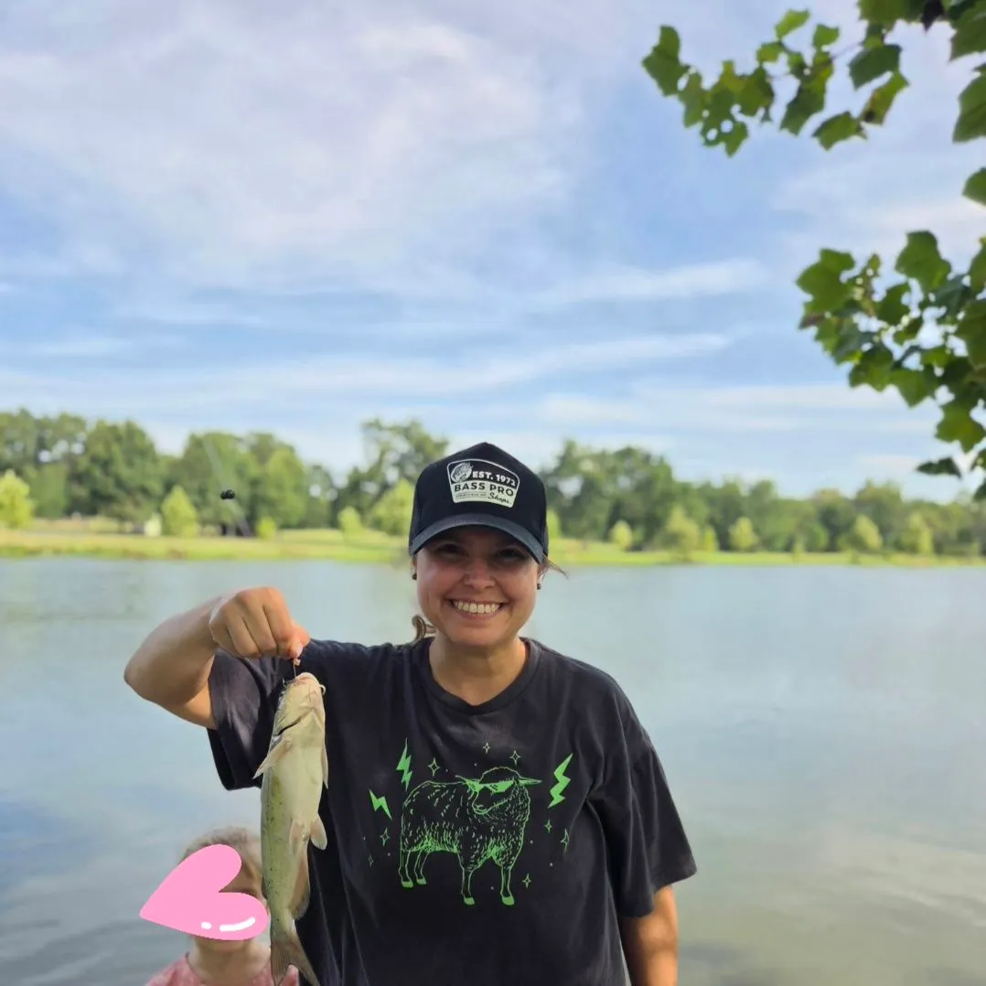 Channel catfish caught on Fishbrain