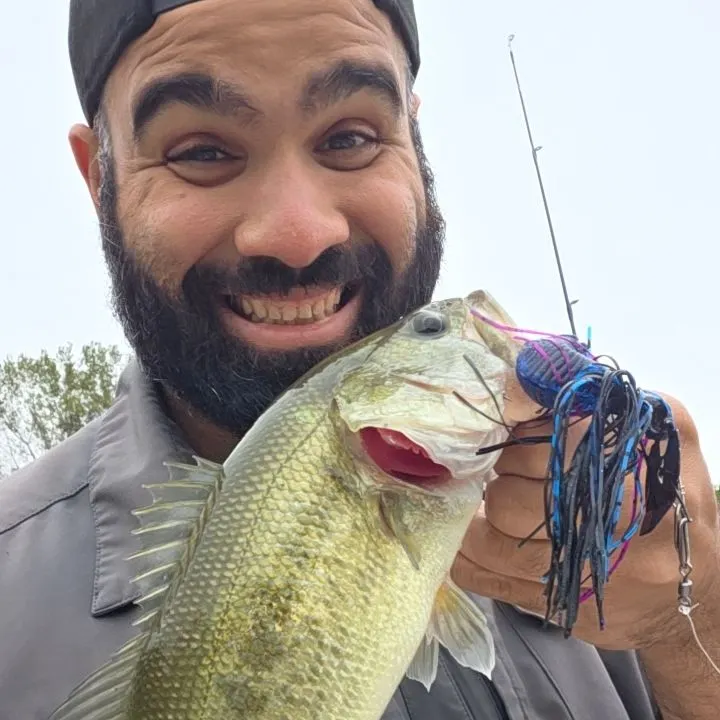 Largemouth bass caught on Fishbrain