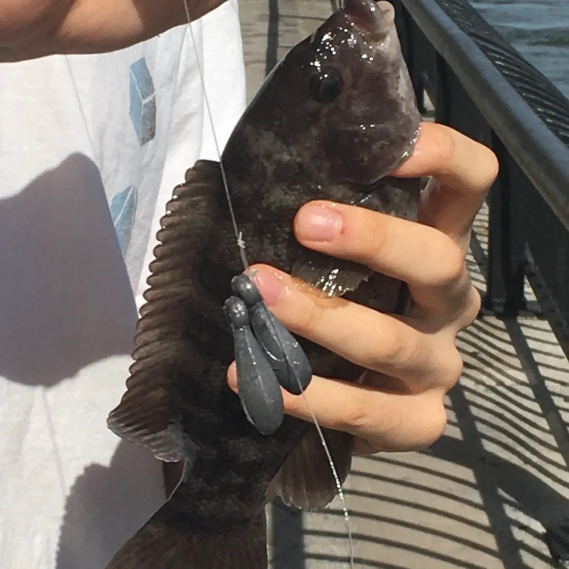 Tautog caught on Fishbrain