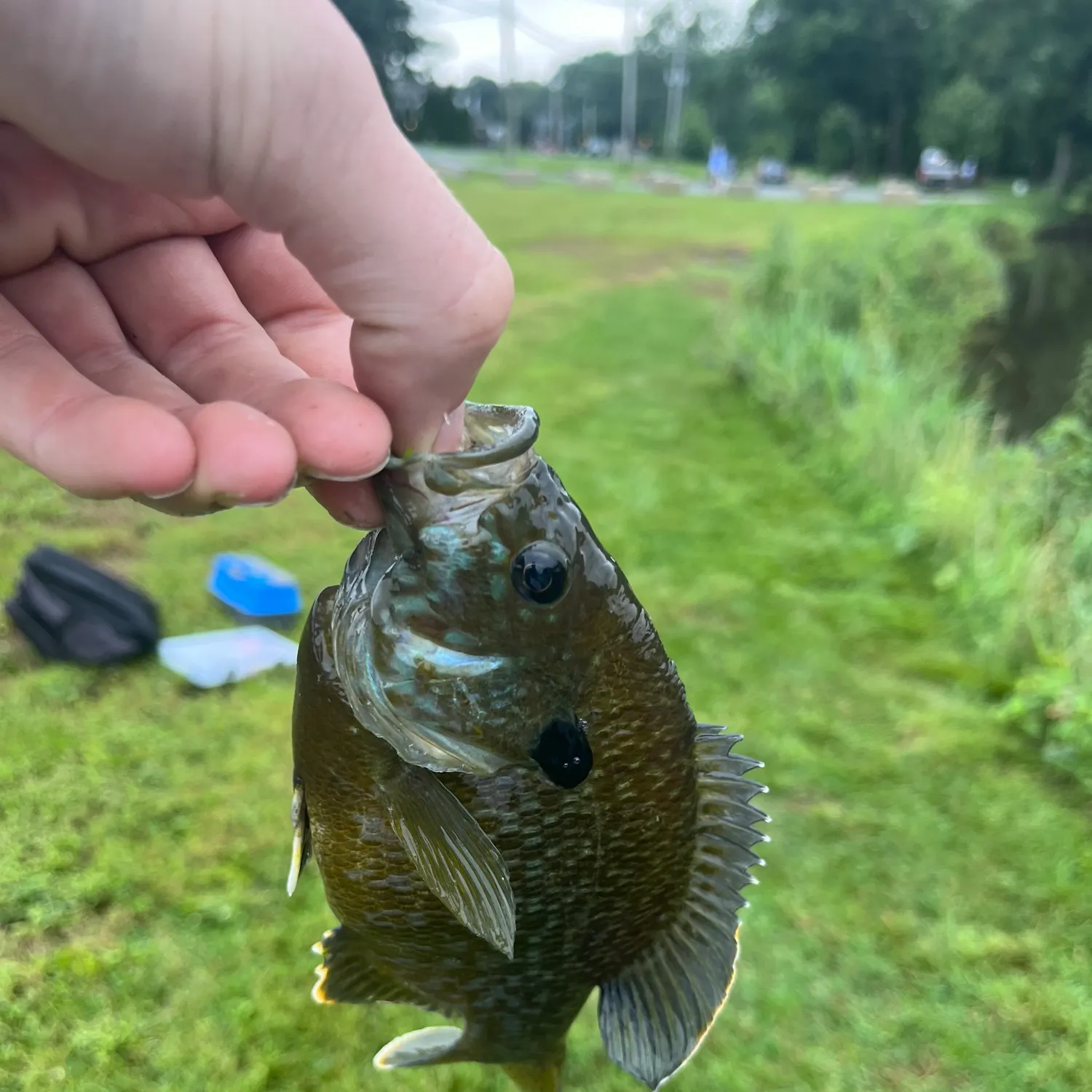 catch