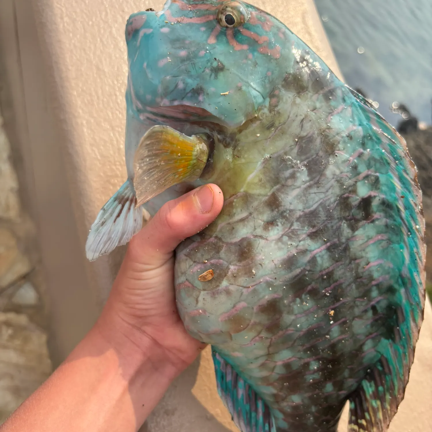 The most recent Ember parrotfish catches on Fishbrain