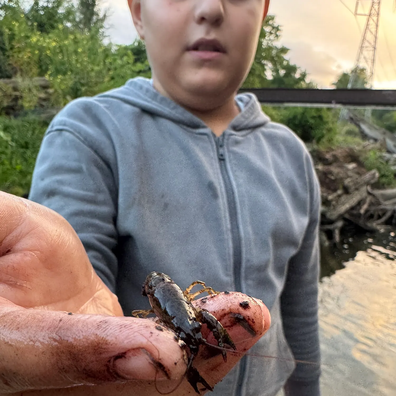 Northern clearwater crayfish caught on Fishbrain