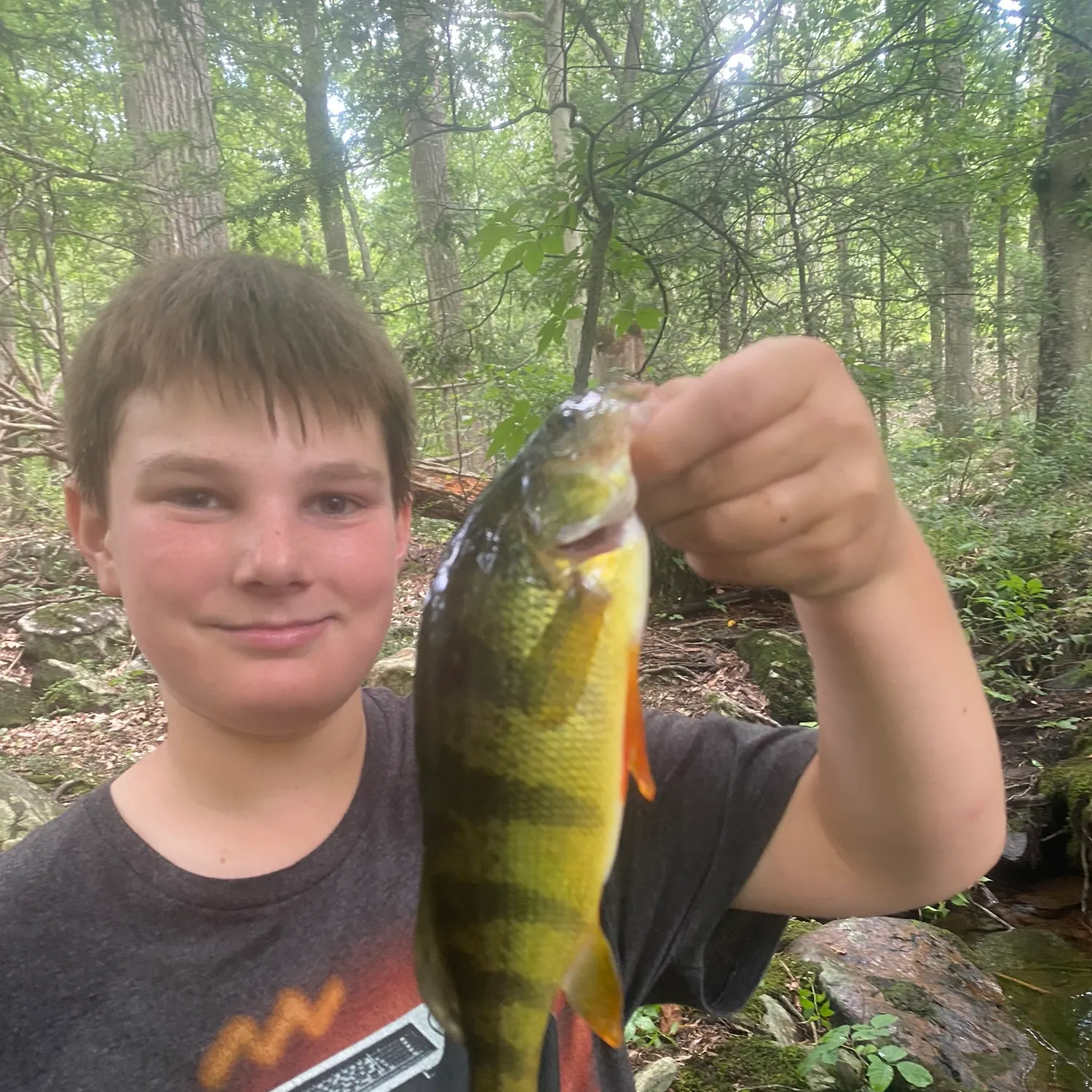 Yellow perch caught on Fishbrain
