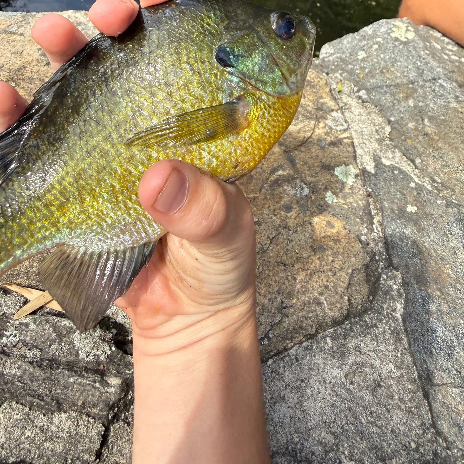 Bluegill caught on Fishbrain