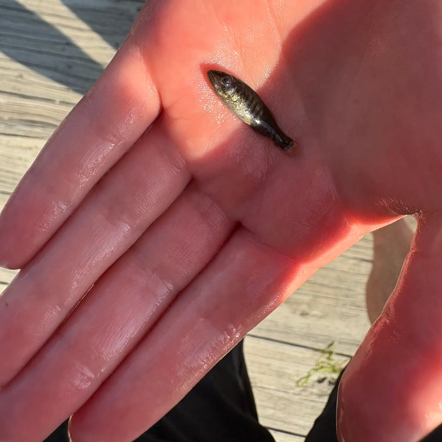 The most recent Rainwater killifish catches on Fishbrain