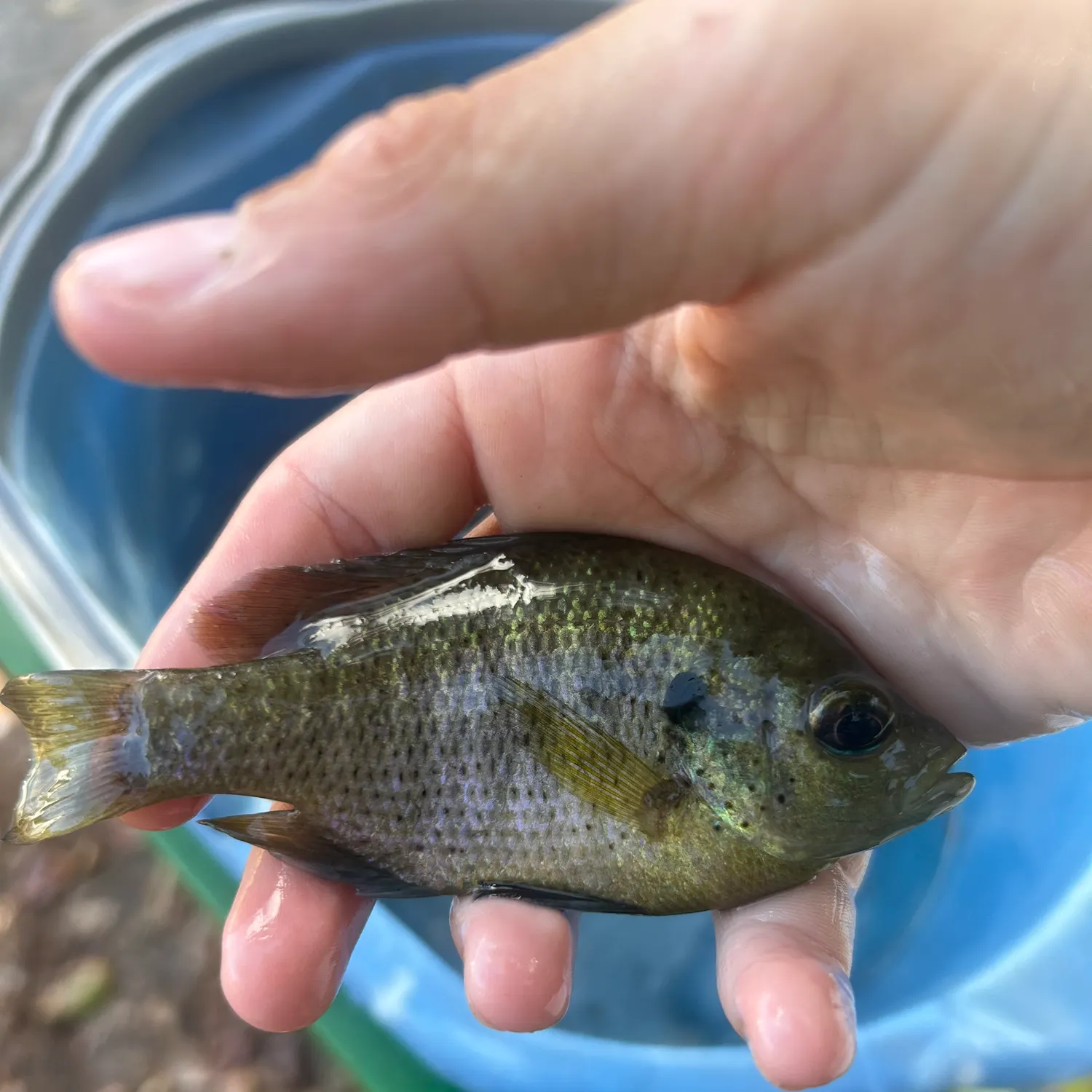 The most recent Spotted sunfish catches on Fishbrain