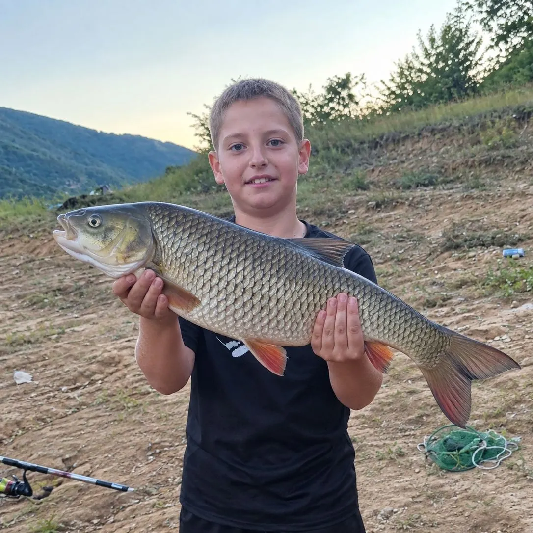 European chub caught on Fishbrain